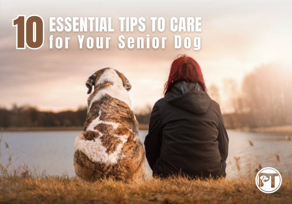 10 Essential Tips to Care for Your Senior Dog