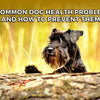 5 Common Dog Health Problems and Prevention Tips for Pet Owners