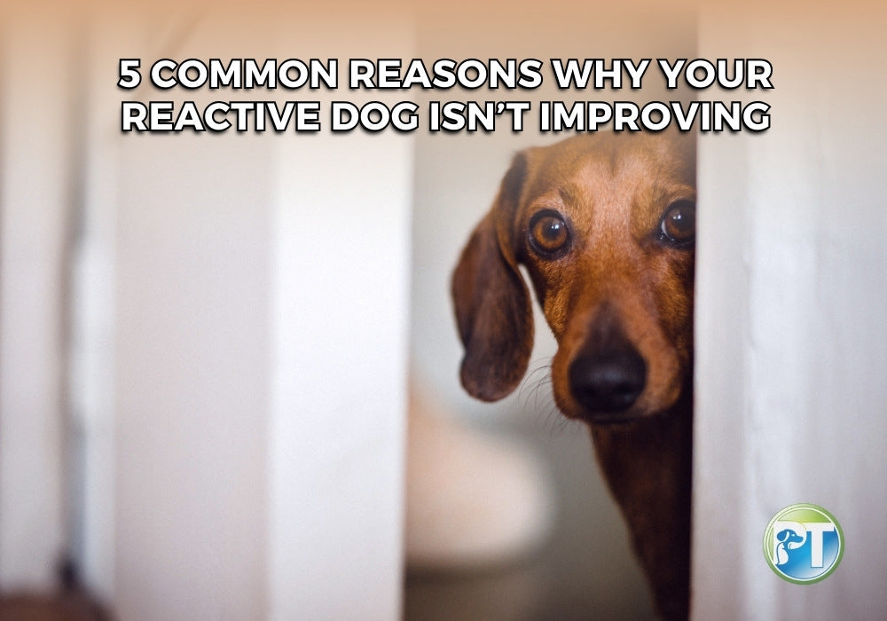 5 Common Reasons Your Reactive Dog Isn’t Improving (And How to Fix It)