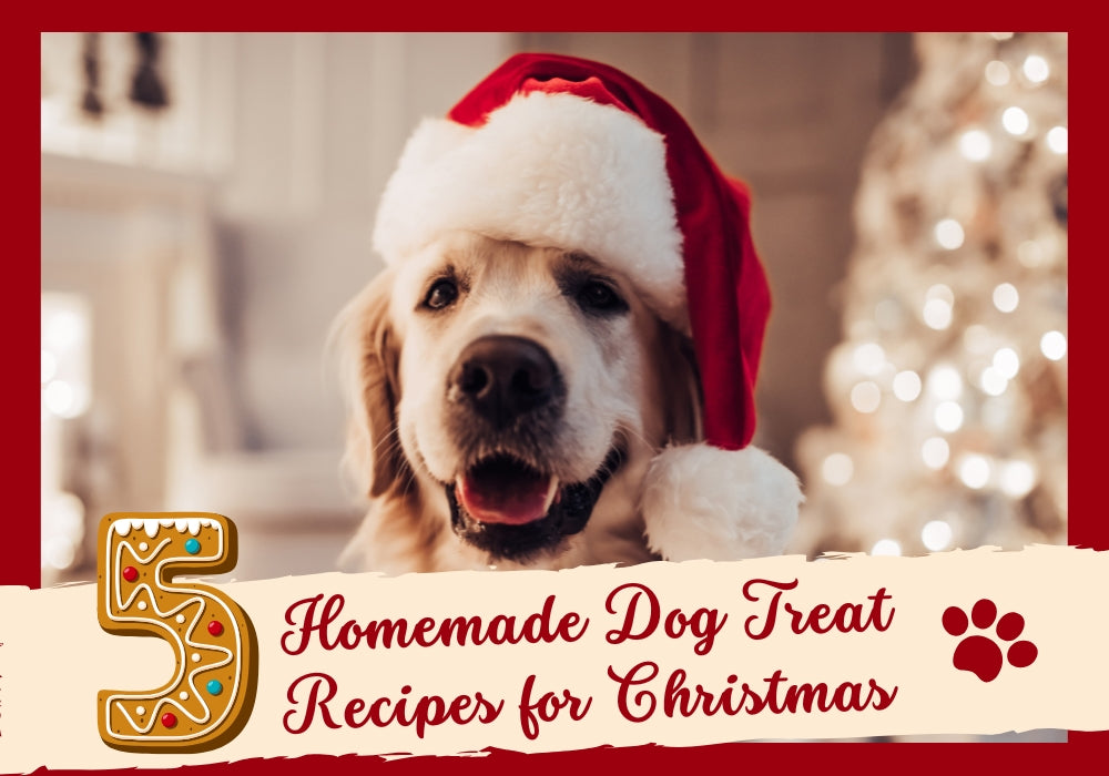 5 Easy Homemade Dog Treat Recipes for Christmas Your Pup Will Love