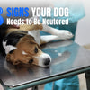 8 Signs Your Dog Should Be Neutered for Health & Behavior
