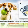 Beginner’s Guide to Choosing the Right E-Collar for Dogs