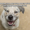 Bark Collars for Dogs with Hearing Impairments: Safe Options & Tips