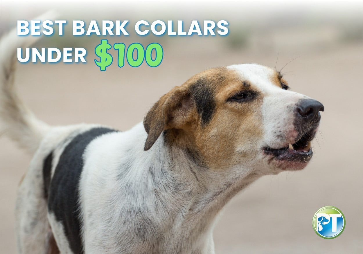 Best Bark Collars for Dogs Under 100 Dollars