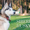 Best Exercises for Siberian Huskies to Stay Healthy