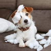 3 Things You Should NOT be Doing with Your Puppy