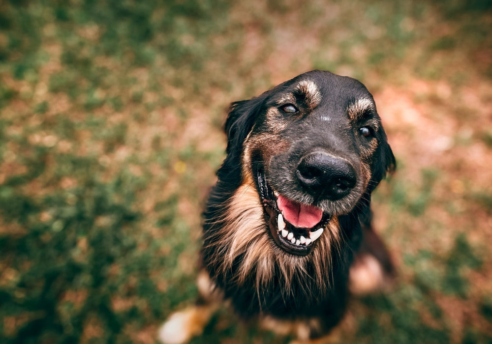 How to Train a Blind Dog: Tips, Techniques, and E-Collar Guidance