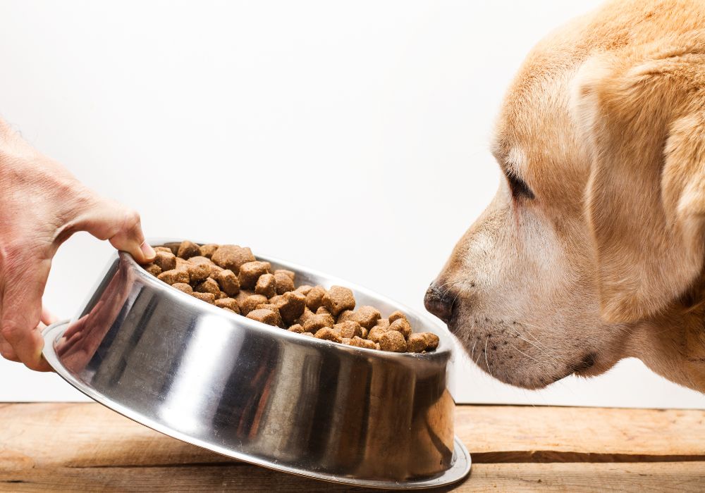 Top 10 Pet Food Ingredients to Avoid for a Healthier Dog
