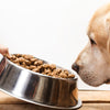Top 10 Pet Food Ingredients to Avoid for a Healthier Dog
