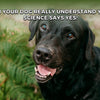 Can Dogs Understand Human Words? Science Reveals the Truth