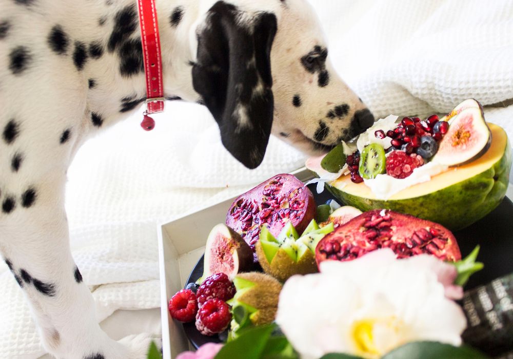 Do’s and Don’ts of Feeding Dogs Fruits and Vegetables Safely