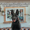 Dog Body Language and E-Collar Training: How to Train Responsibly