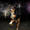 5 Ways to Keep Your Dog Calm and Safe on New Year’s Eve