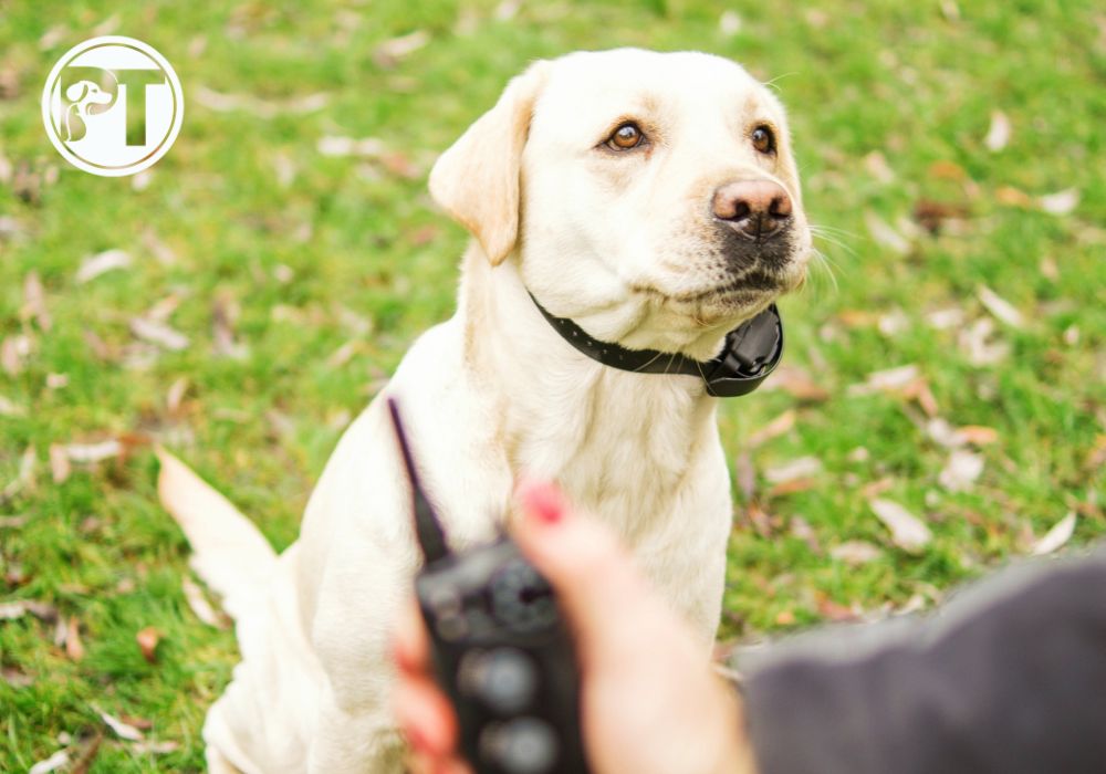 Basic E-Collar Troubleshooting: 6 Easy Fixes