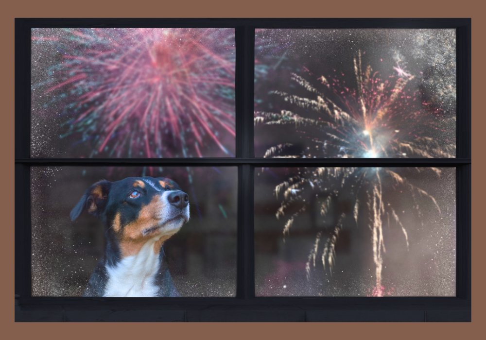 Fun and Safe New Year’s Activities to Enjoy with Your Dog