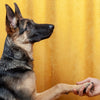 10 Dog Training Hacks for Every Pet Owner
