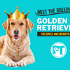 Golden Retriever Breed Guide – Traits, Care, Training & Health Tips