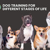 Dog Training for Every Stage of Life: Puppy, Adolescent, Adult, and Senior