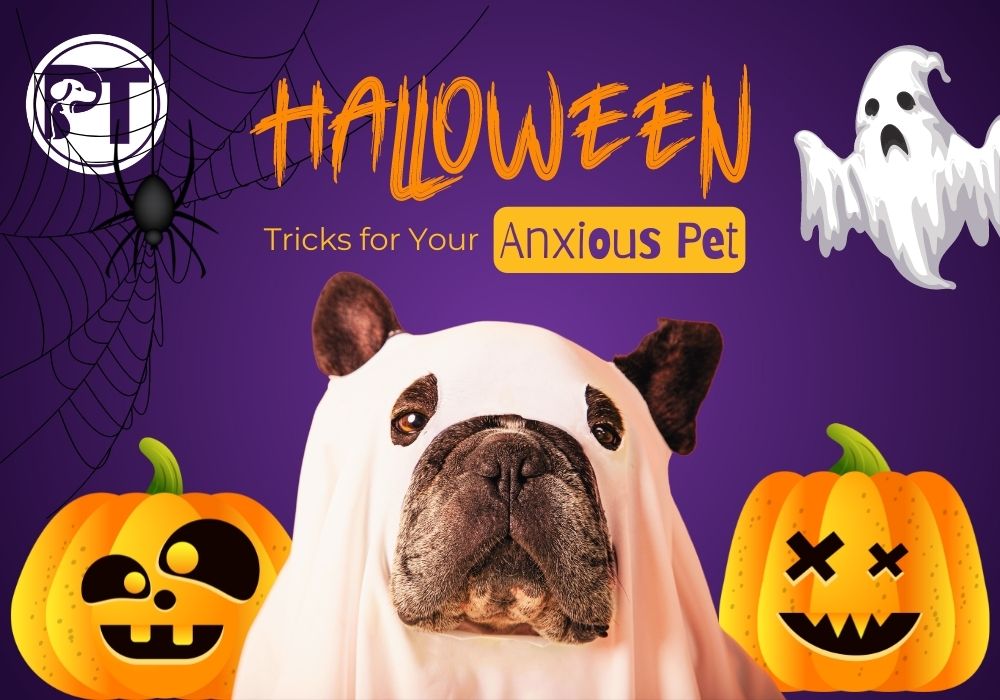 Halloween Safety Tips for Anxious Dogs | Reduce Stress and Stay Safe
