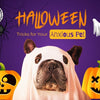 Halloween Safety Tips for Anxious Dogs | Reduce Stress and Stay Safe
