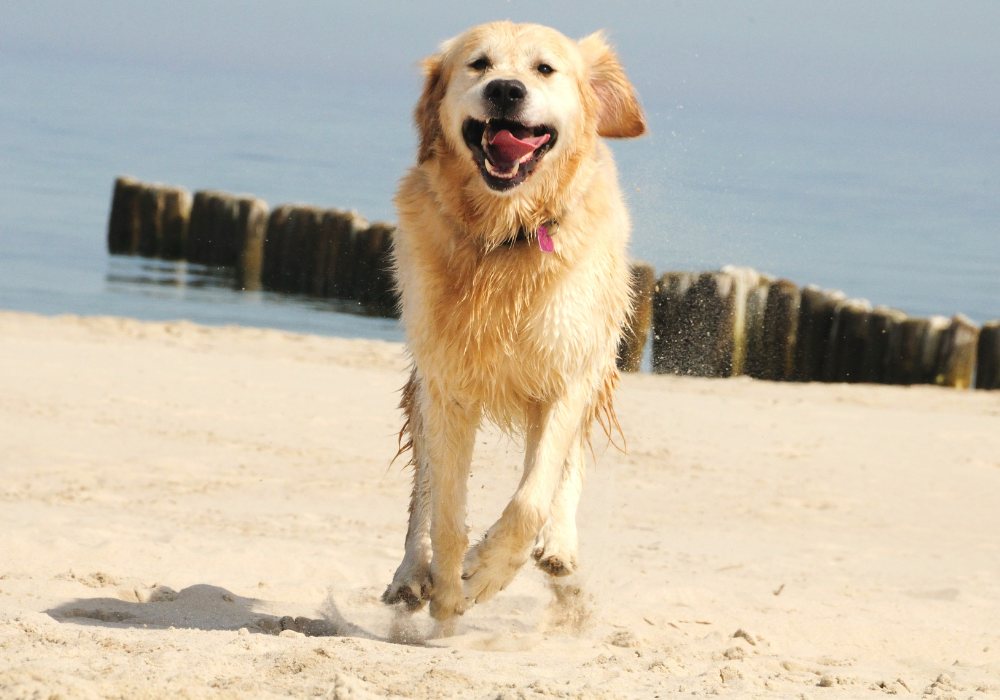 How to Teach Recall to Your Dog: Step-by-Step Training Guide