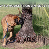 How to House Train an Adult Dog: Step-by-Step Guide