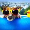 How to Keep Your Dog Cool This Summer: Safety Tips and Fun Ideas
