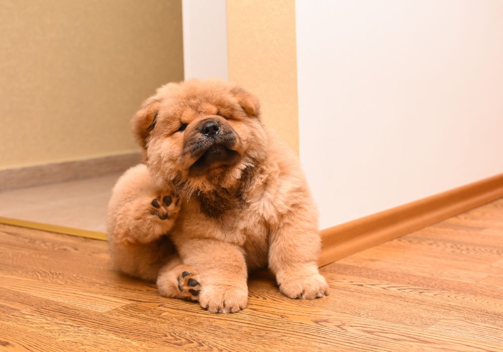 How to Recognize and Treat Common Dog Allergies – Symptoms and Solutions