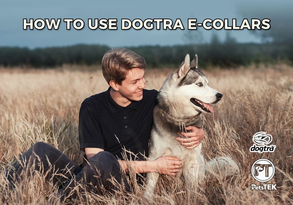 How to Use Dogtra E-Collars – Setup, Training, and Troubleshooting Guide