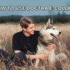 How to Use Dogtra E-Collars – Setup, Training, and Troubleshooting Guide