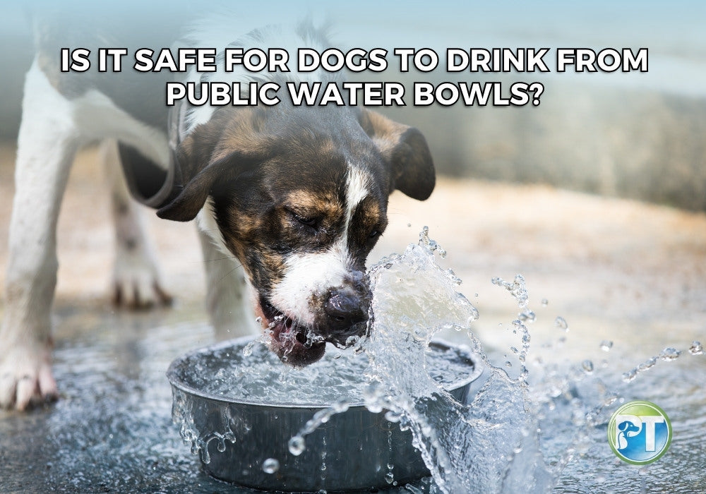 Is it Safe for Dogs to Drink from Public Water Bowls? Risks and Tips
