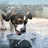 Is it Safe for Dogs to Drink from Public Water Bowls? Risks and Tips