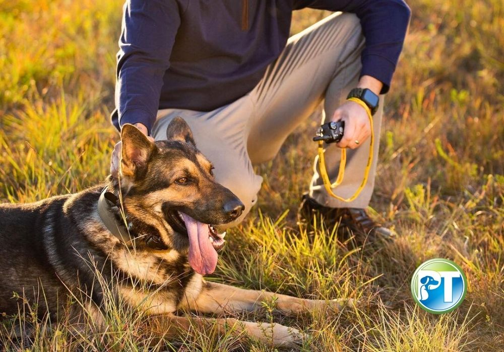 What Does a Dog E-Collar Do? Functions, Benefits & Safe Training Guide