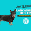 Meet the Lancashire Heeler – AKC’s Newest Recognized Dog Breed