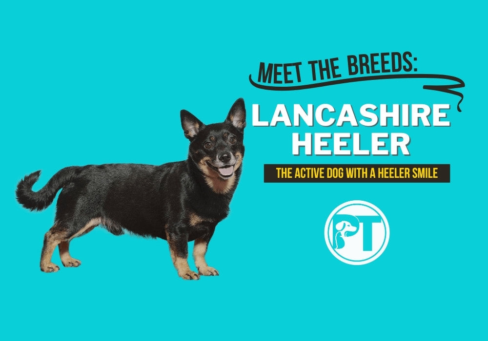 Meet the Lancashire Heeler – AKC’s Newest Recognized Dog Breed