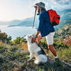 How to Use an E-Collar to Train Your Dog for Summer Adventures