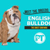 Meet the Bulldog: Traits, Care, Training, and Best E-Collars for Stubborn Bulldogs