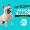 French Bulldog Breed Guide: Traits, Care, Training & Health Tips