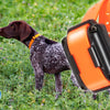 How to Maintain Your Dog’s E-Collar for Long-Lasting Performance