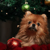 6 Holiday Safety Tips for Dogs: Keep Your Pets Happy and Stress-Free