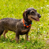5 Best Bark Collars for Small Dogs: Top Picks for Quiet Training