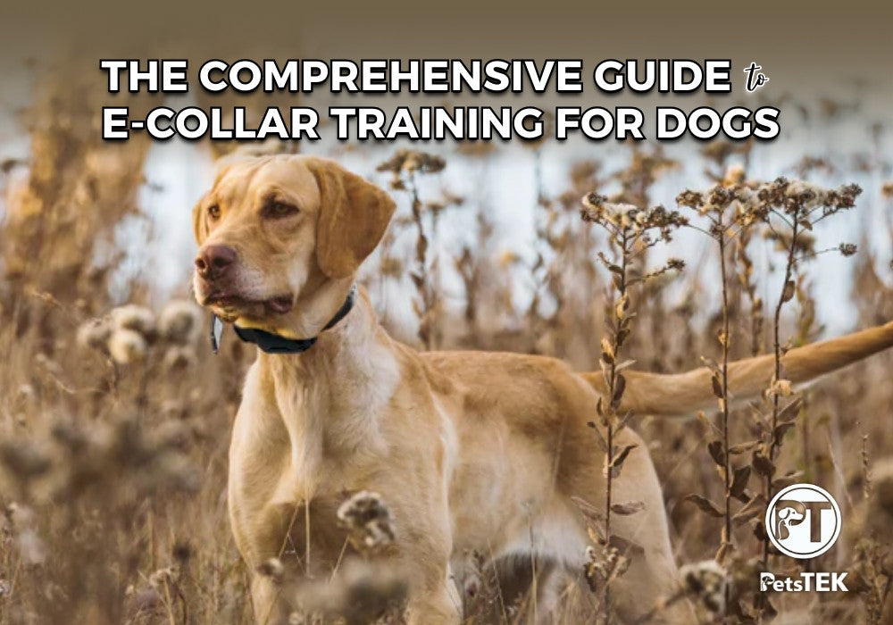 Comprehensive Guide to E-Collar Training for Dogs – Safe and Effective Methods