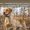 Comprehensive Guide to E-Collar Training for Dogs – Safe and Effective Methods
