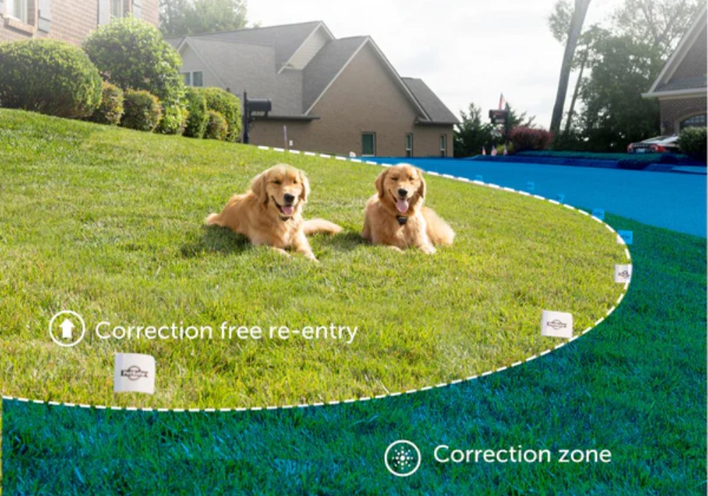 Training Your Dog to Understand E-Fence Boundaries – Step by Step Guide