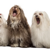 Top 10 Noisiest Dog Breeds and How to Manage Barking