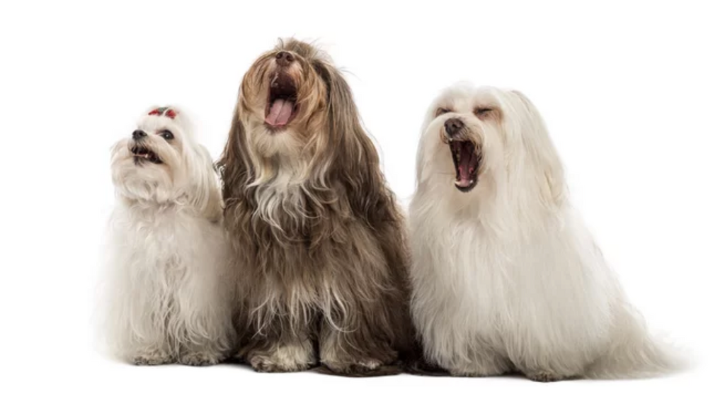 Top 10 Noisiest Dog Breeds and How to Manage Barking
