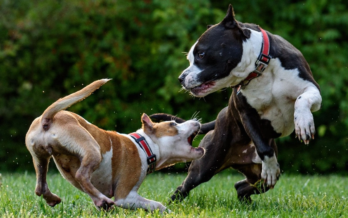 Reactive vs Aggressive Dogs: How to Tell the Difference and Help Your Pet