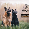 Dogtra Feature: 1900S