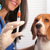 Pet Medications Guide: Types, Administration & Safety Tips