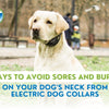How to Prevent Dog Collar Sores and Burns from Electric Training Collars